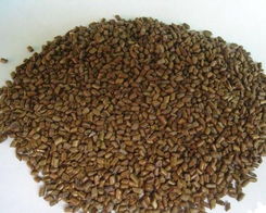 襄阳市草决明 鄂西北中药材产业链的绿色明珠